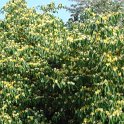 Lonicera maackii P24